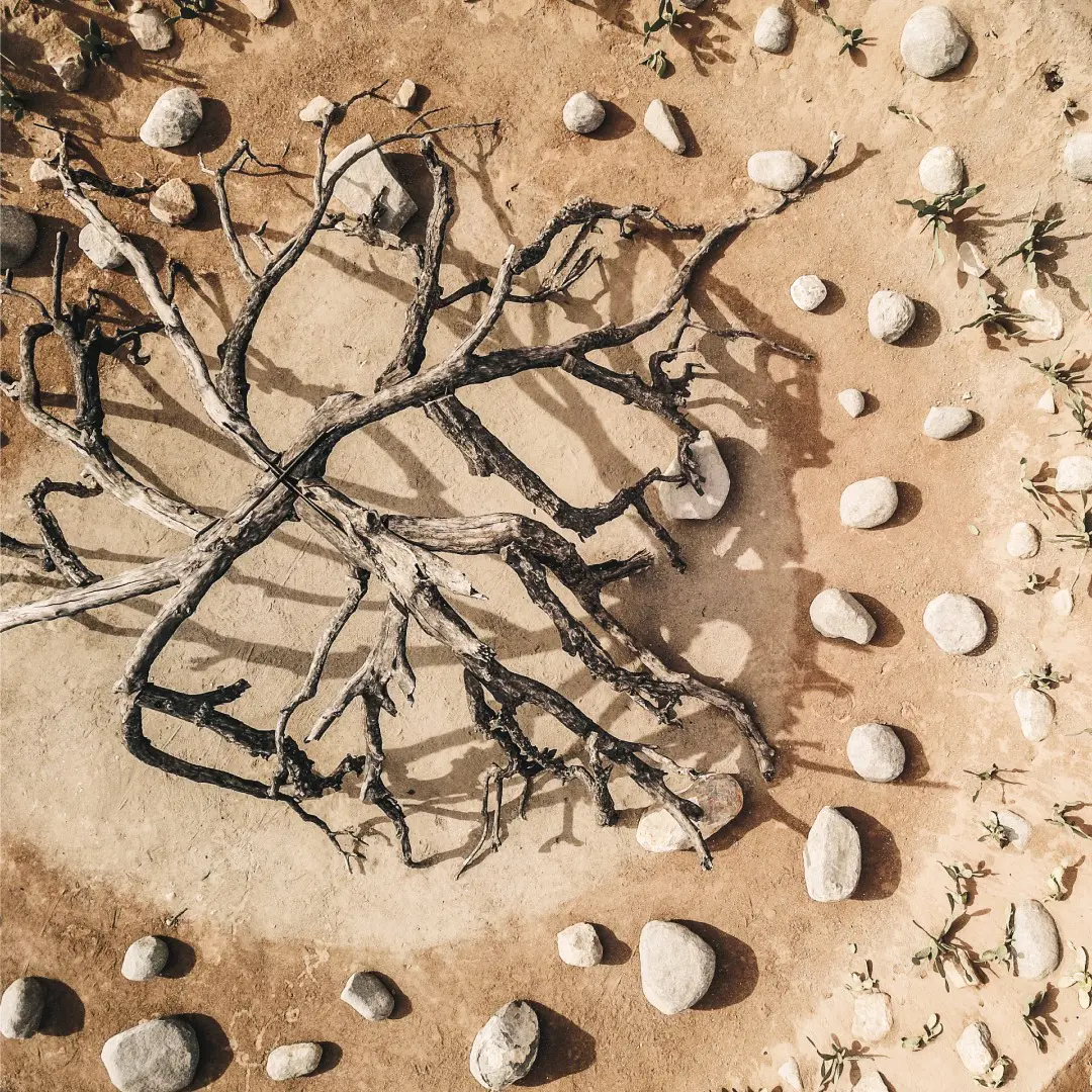 A tree branch and some rocks on the ground