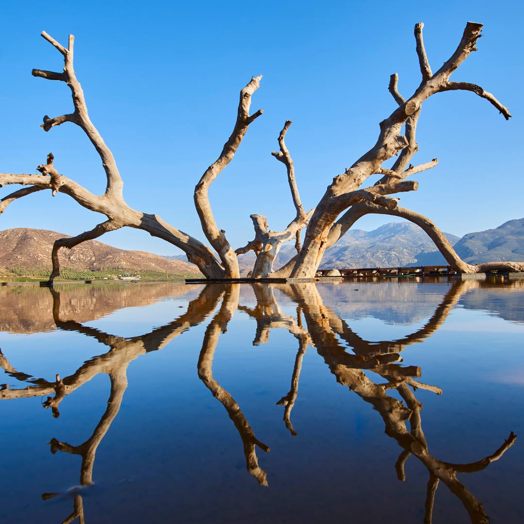 A tree in the middle of water with mountains behind it.