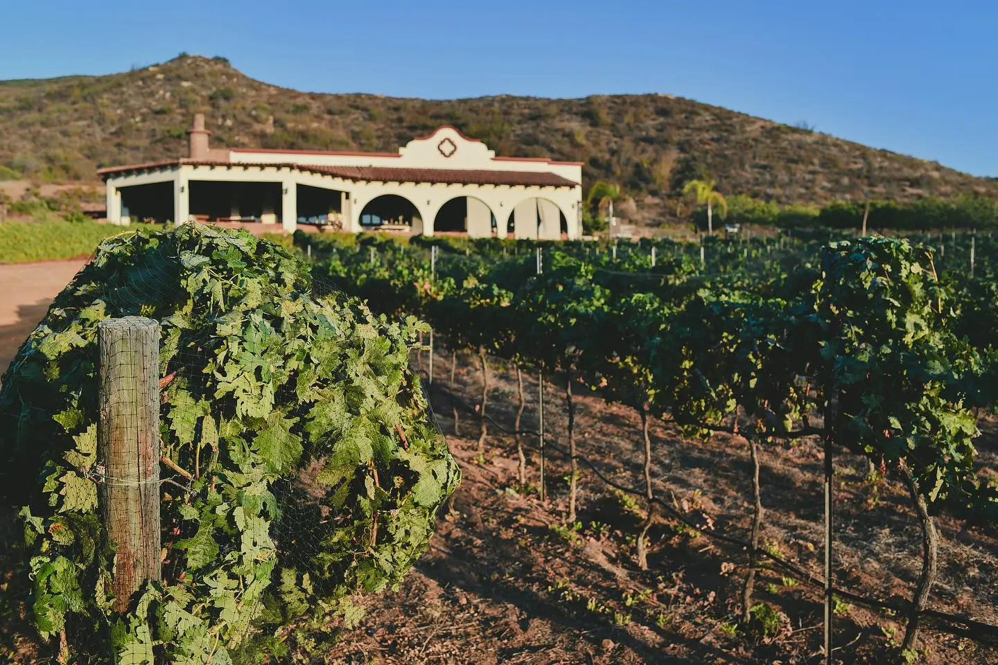 A vineyard with vines growing in the foreground and a house on the hill.