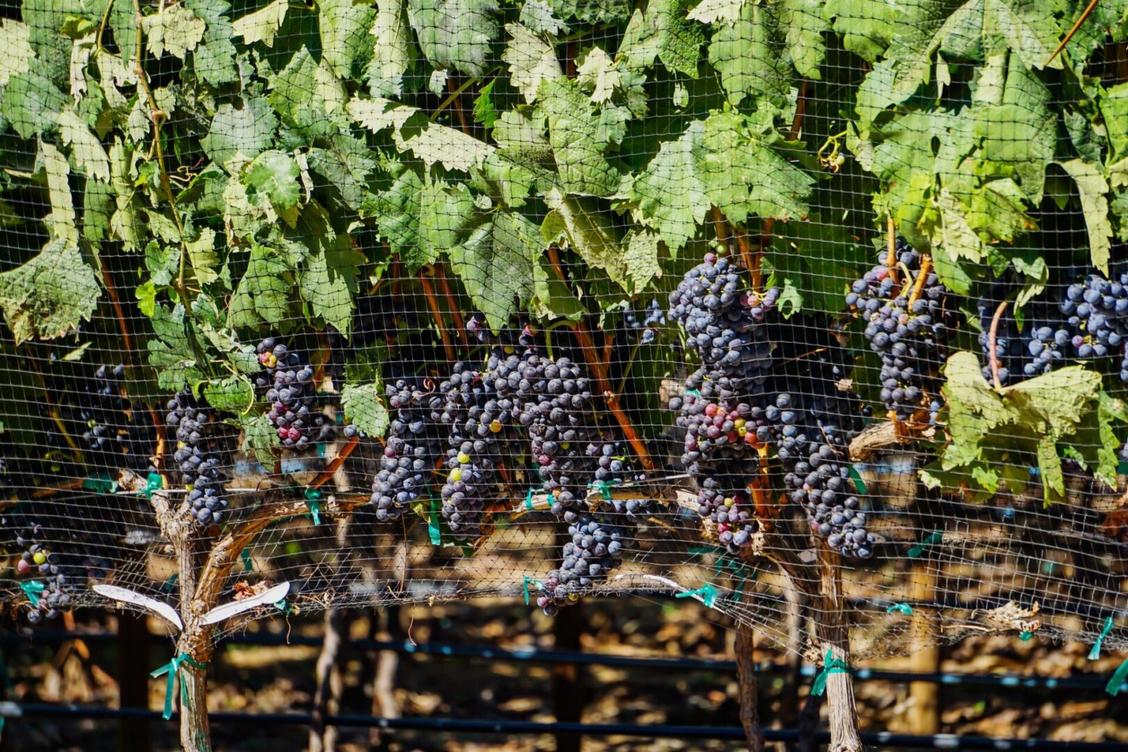 A bunch of grapes that are hanging in the air.