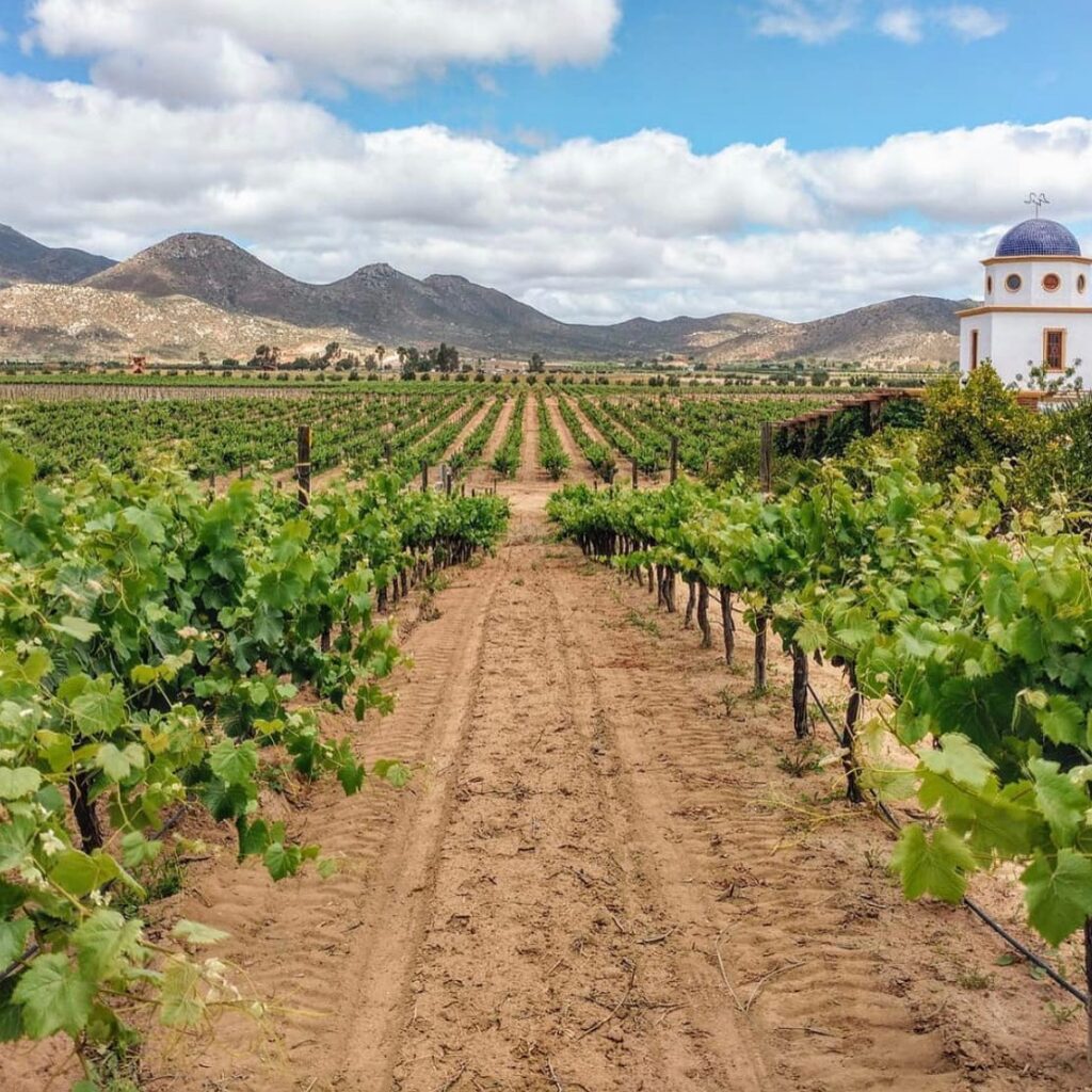 A vineyard with many rows of vines in the middle of Adobe Guadalupe