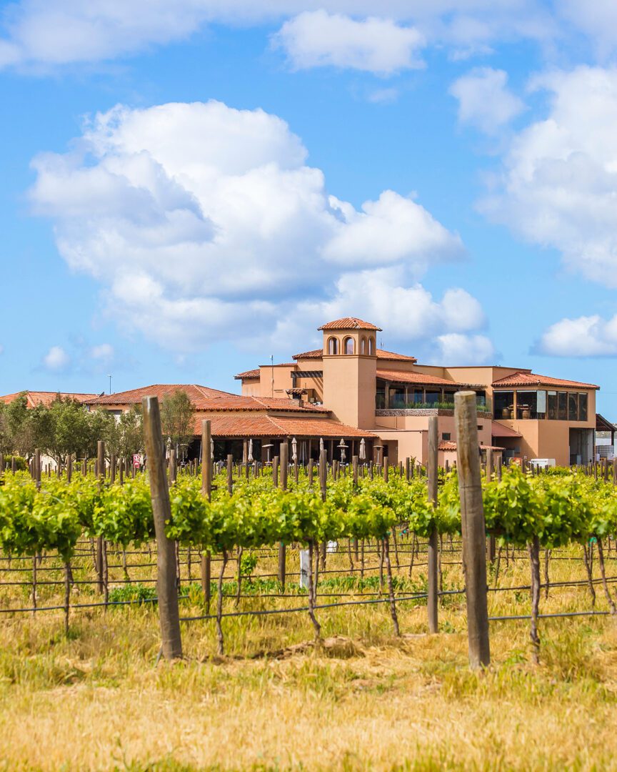 A vineyard with many vines in front of a building.